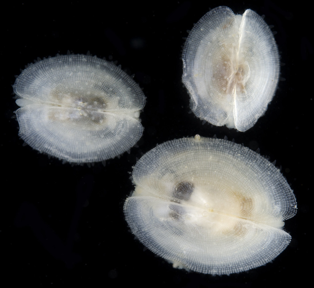 Ephippodontina