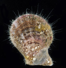 Laevichlamys cuneata