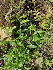 Smilax riparia