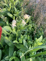 Silene vulgaris