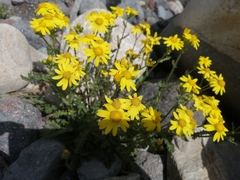 Senecio leucanthemifolius caucasicus