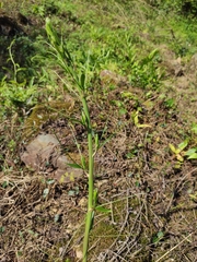 Smilax riparia