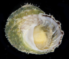 Chilodontaidae