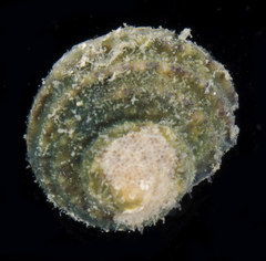 Chilodontaidae