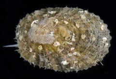Diodora