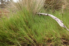 Distichlis distichophylla