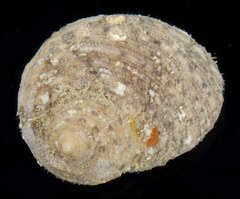 Hybochelus cancellatus