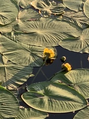 Nuphar lutea