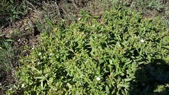 Delosperma uitenhagense