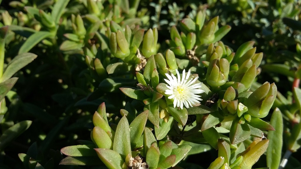 Delosperma uitenhagense
