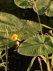 Nuphar lutea
