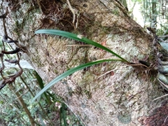 Bulbophyllum sandrangatense image