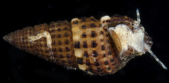 Cerithium alutaceum