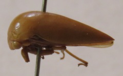Stictopelta