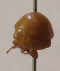 Stictopelta