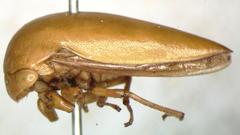 Stictopelta