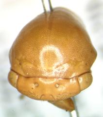 Stictopelta