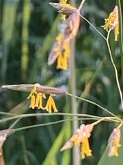 Bromus inermis