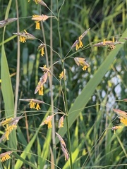 Bromus inermis