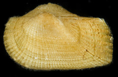 Striarca symmetrica