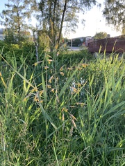 Bromus inermis