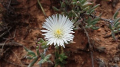 Lampranthus