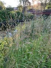 Bromus inermis