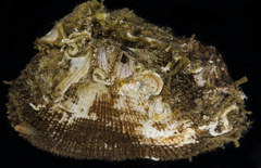 Barbatia trapezina