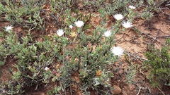 Lampranthus
