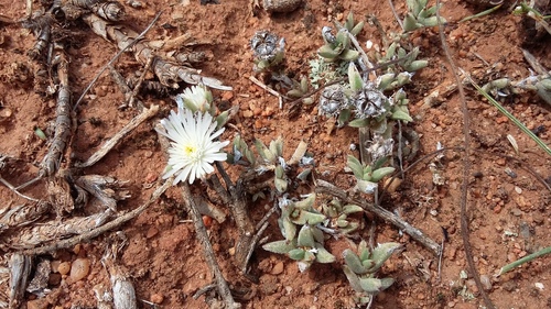 Trichodiadema orientale L.Bolus