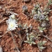 Eastern Crownfig - Photo (c) Luc Strydom, some rights reserved (CC BY-NC), uploaded by Luc Strydom