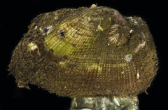 Barbatia trapezina