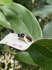 Andrena integra