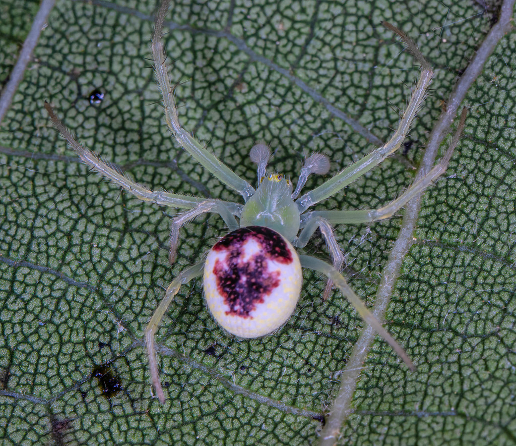 Araneus niveus