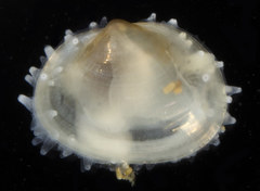 Scintilla violescens