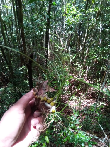 Bulbophyllum leandrianum image