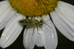 Rhogogaster chlorosoma