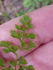 Anogramma leptophylla image