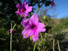 Mirabilis ovata