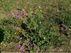 Mirabilis ovata