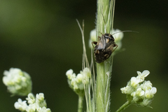 Cyphodema instabilis