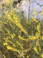 Melilotus officinalis