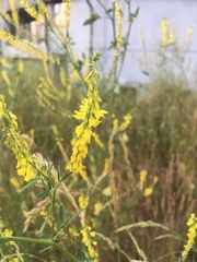 Melilotus officinalis