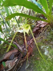 Aeranthes caudata image