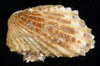Cardita pica - Photo (c) smithsonian_marinegeo, some rights reserved (CC BY-NC-SA), uploaded by smithsonian_marinegeo