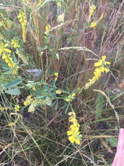 Melilotus officinalis