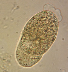 Hartmannellidae