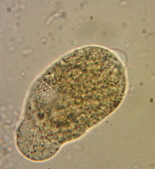 Hartmannellidae