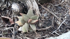 Anacampseros telephiastrum