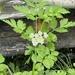 Water Parsley - Photo (c) jrebman, some rights reserved (CC BY-NC), uploaded by jrebman